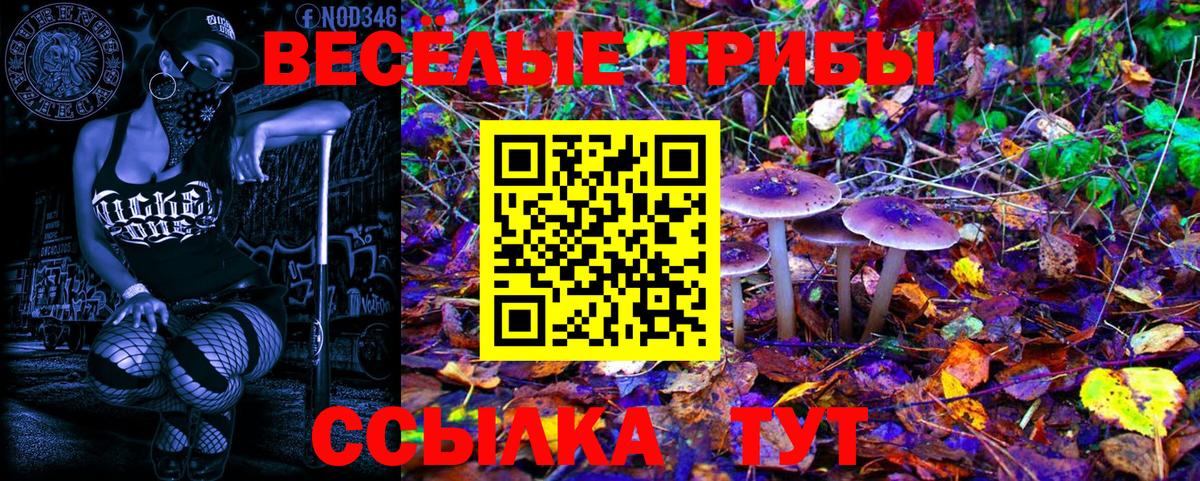 Псилоцибиновые грибы Psilocybe Сердобск